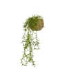 MICA - Rhipsalis en panier à suspendre H.14xD.14cm vert