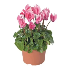 Mini cyclamen : pot D.11cm - Coloris variables