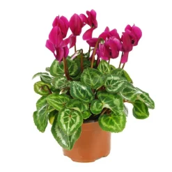 Mini cyclamen : pot D.11cm - Coloris variables