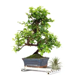 MISTRAL BONSAÏ - BonsaÏ 6 ans d'âge avec Tillandsia