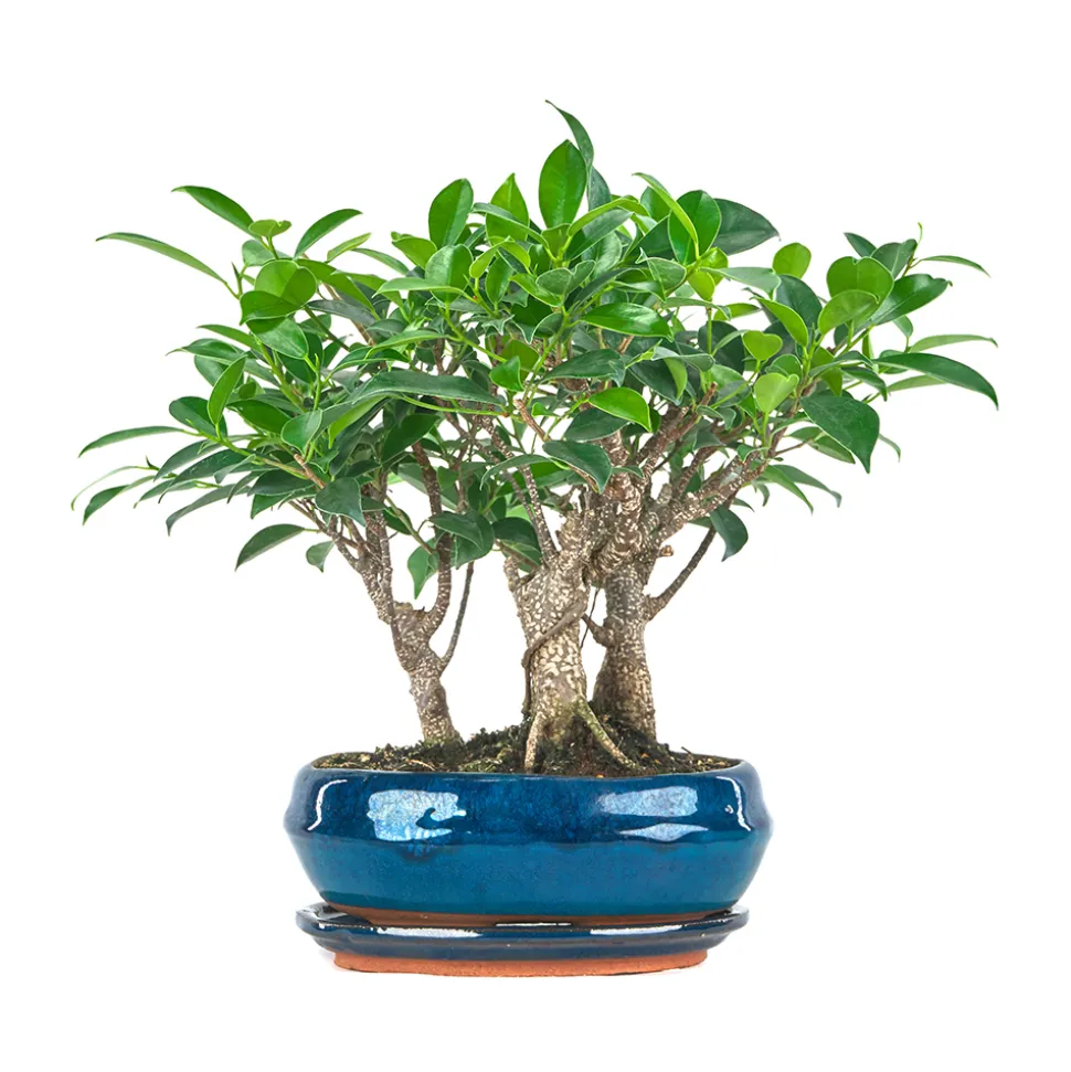 MISTRAL BONSAÏ - BonsaÏ, Forêt de 9 ans d'âge avec soucoupe