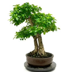 MITTON - Bonsaï Duranta - 16 ans - Pot + Soucoupe