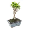 MITTON - Bonsaï Ficus :3-4 ans