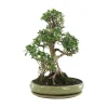 MITTON - Bonsaï Ficus :20-25 ans étage