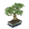 MITTON - Bonsaï Ficus :10-12 ans étage