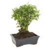 MITTON - Bonsaï Ligustrum: 7-9 ans boule