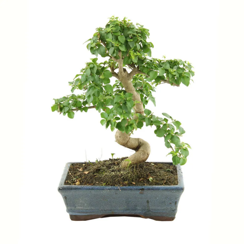 MITTON - Bonsaï Ligustrum: 7-9 ans étage