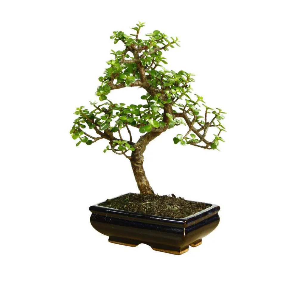 MITTON - Bonsaï Portulacaria:7-9 ans étage