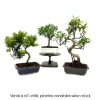 Mix bonsaï 6/8ans avec soucoupe