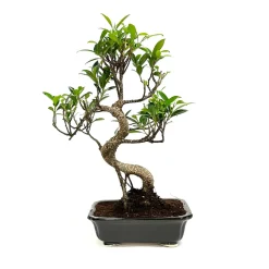 Mix bonsaï 6/8ans avec soucoupe
