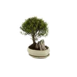 Mix bonsaï 6/8ans avec soucoupe
