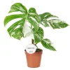 Monstera deliciosa 'Variegata' : pot D.15cm