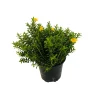 Myrte décorée : pot 0.5 Litre