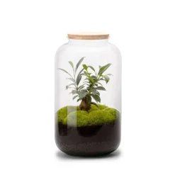 NATURALYS - Bonbonne classic M Ginseng