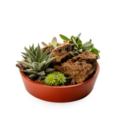 NATURALYS - Composition florale de succulentes : pot de D.25cm