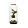 NATURALYS - Kokedama, bonbonne végétalisée Taille L : Calathea Suspendu
