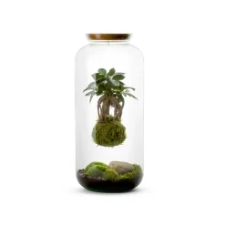 NATURALYS - Kokedama, bonbonne végétalisée Taille L : Ginseng Suspendu