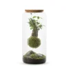 NATURALYS - Mia L - Kokedama Ginseng Suspendu