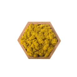 NATURALYS - Stab lichen hexagonal jaune 16 x 16 cm
