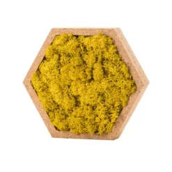 NATURALYS - Stab lichen hexagonal jaune 16 x 16 cm