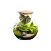 NATURALYS - Terrarium végétal d'intérieur, Havana taille S : Calathéa D.19cm