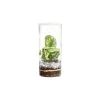 NATURALYS - Terrarium végétal d'intérieur, Green Tower taille S : Mix D.8cm