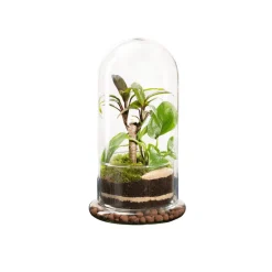 NATURALYS - Terrarium végétal d'intérieur, Spicy taille M : Bao D.15cm