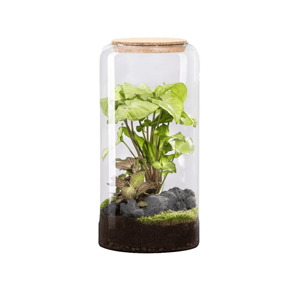 NATURALYS - Terrarium végétal d'intérieur, Mia Classic taille L : Mix H.40cm