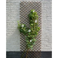 NATURE - Treillis extensible osier L30 x H180 cm