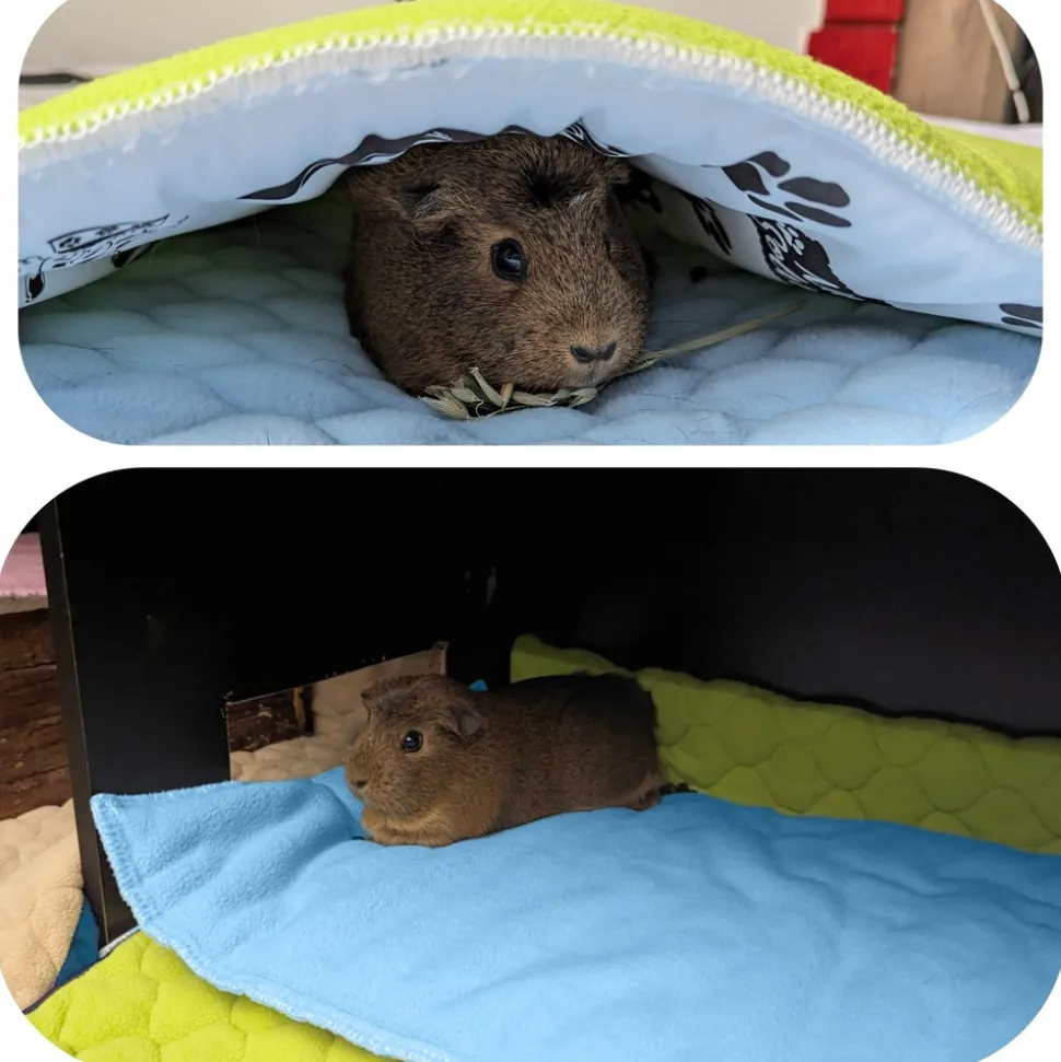 NEO SOLVO - Lot de 2 - tapis pour cochon d'inde et lapin en polaire 60 x 50 cm - polaire absorbant, lavable en machine, economique