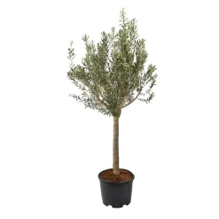 Olivier, Olea europeae, ' Cipressino ' Nord : pot 35L
