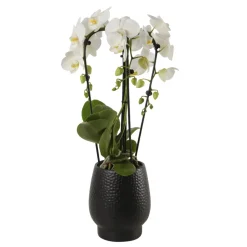 Orchidée - Phalaenopsis Fontano 3T D12-H50 avec cache-pot noir