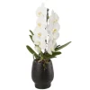 Orchidée - Phalaenopsis Formidablo D12-H70 avec cache-pot noir.