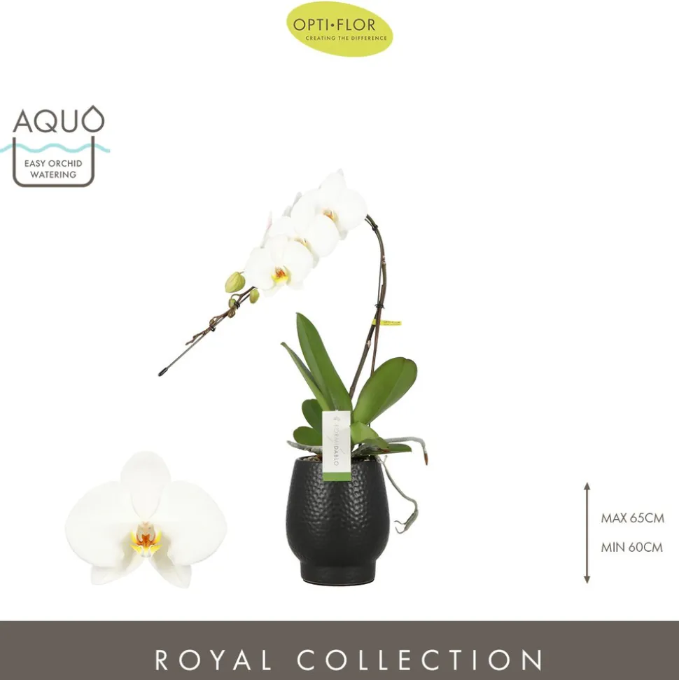 Orchidée - Phalaenopsis Formidablo D12-H70 avec cache-pot noir.