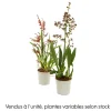 Orchidée Cambria 1 tige - pot D.11 cm