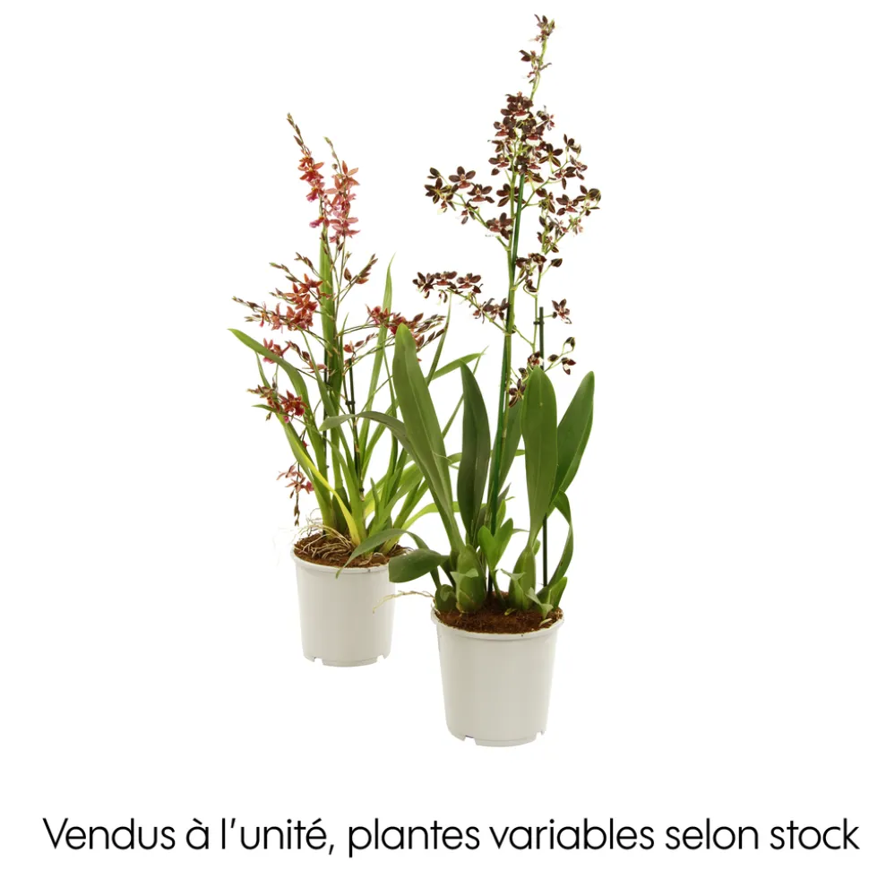 Orchidée Cambria 1 tige - pot D.11 cm
