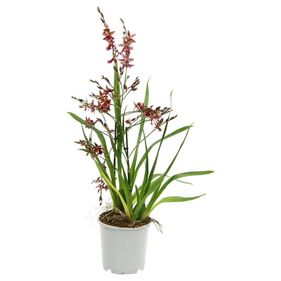 Orchidée Cambria 1 tige - pot D.11 cm