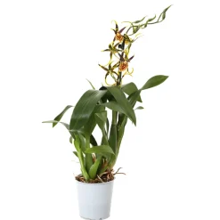 Orchidée Cambria 1 tige - pot D.11 cm