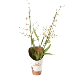 Orchidée Cambria 2 tiges - pot D.12 cm