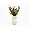 Orchidée Cambria 'Barrocco Red' - 5/6 tigess- Pot D 12cm- H 60cm