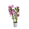 Orchidée Dendrobium nobilé 2 tiges - pot D.12 cm