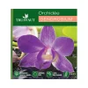 Orchidée Dendrobium nobilé 1 tige - pot D.12 cm