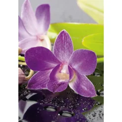Orchidée Dendrobium nobilé 1 tige - pot D.12 cm