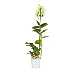 Orchidée Dendrobium nobilé 1 tige - pot D.12 cm