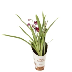 Orchidée Miltonia 2 tiges - pot D.12 cm