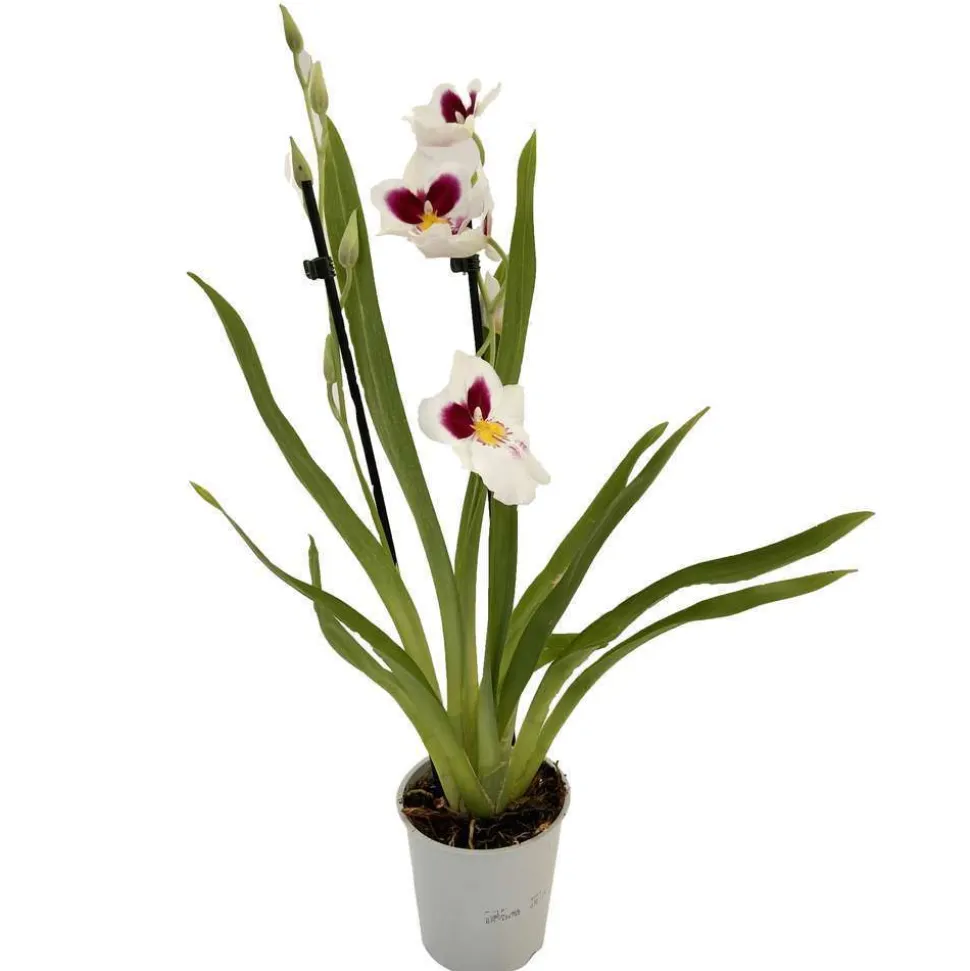 Orchidée Miltonia 2 tiges - pot D.12 cm