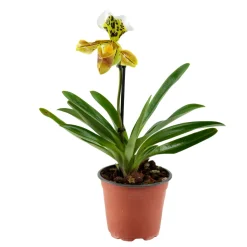 Orchidée Paphiopedilum 1 tige - pot D.12 cm