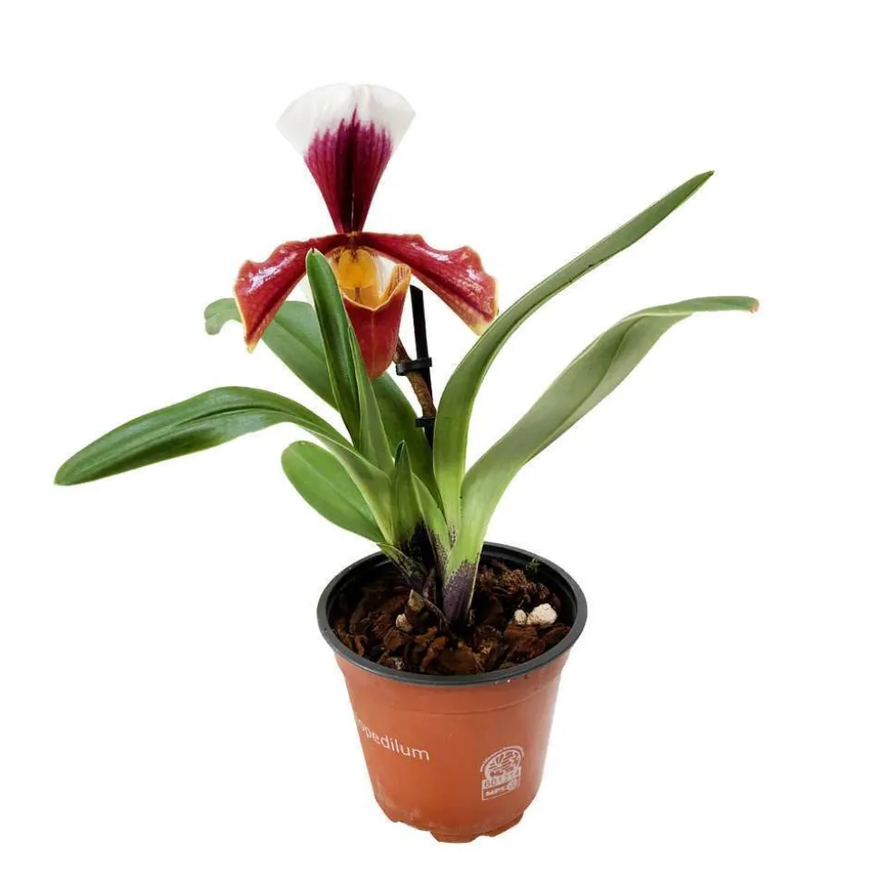 Orchidée Paphiopedilum 1 tige - pot D.12 cm