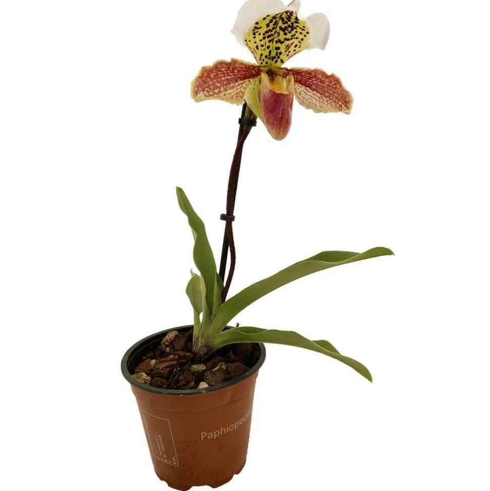 Orchidée Paphiopedilum 1 tige - pot D.12 cm