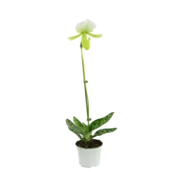 Orchidée Paphiopedilum Maudiae Femma'1 tige - pot D.9 cm